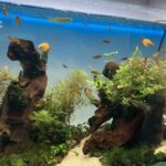 WA・BI・KU・SA(侘び草)を置いてみよう