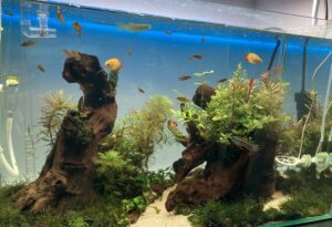 WA・BI・KU・SA(侘び草)を置いてみよう