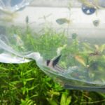 かんたんな水合わせのやり方