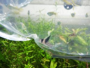 かんたんな水合わせのやり方