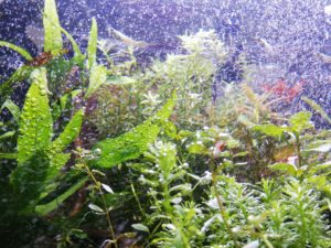 微細バブル発生器オロチ「大蛇」導入&レビュー☆