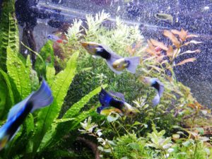 そうだ　グッピーを飼おう　