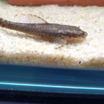 コケトリセイタイってなに?