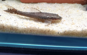 コケトリセイタイってなに？