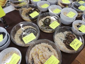 第20回アクアリウムバスに行ってきた　その5