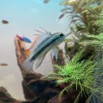 アピストってどんな魚?