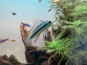 アピストってどんな魚？